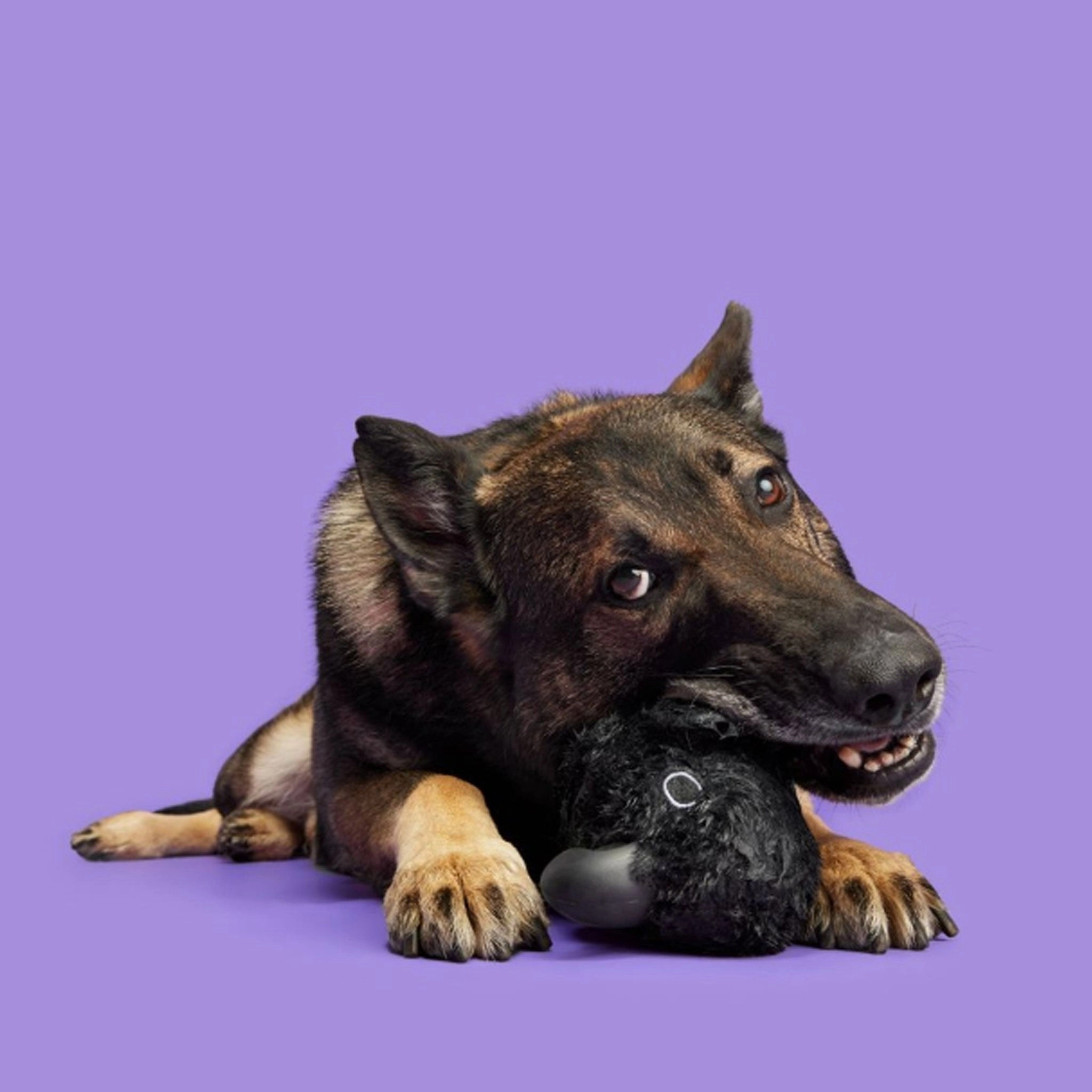 Bark Throwth The Raven Black Dog Toys