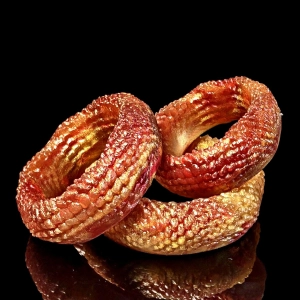 Dragon Skin Cock Ring - Blend Color