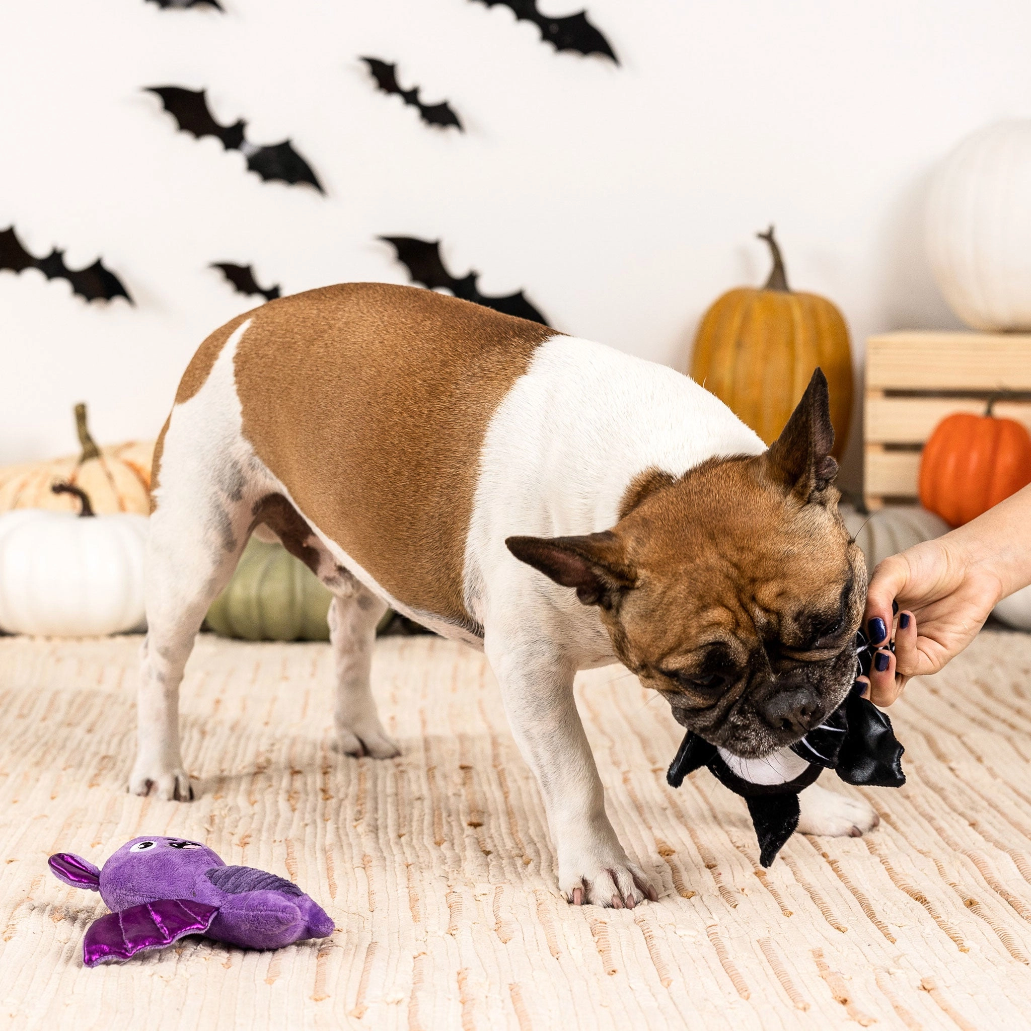 Fringe Bat to the Bone Multi Dog Toys
