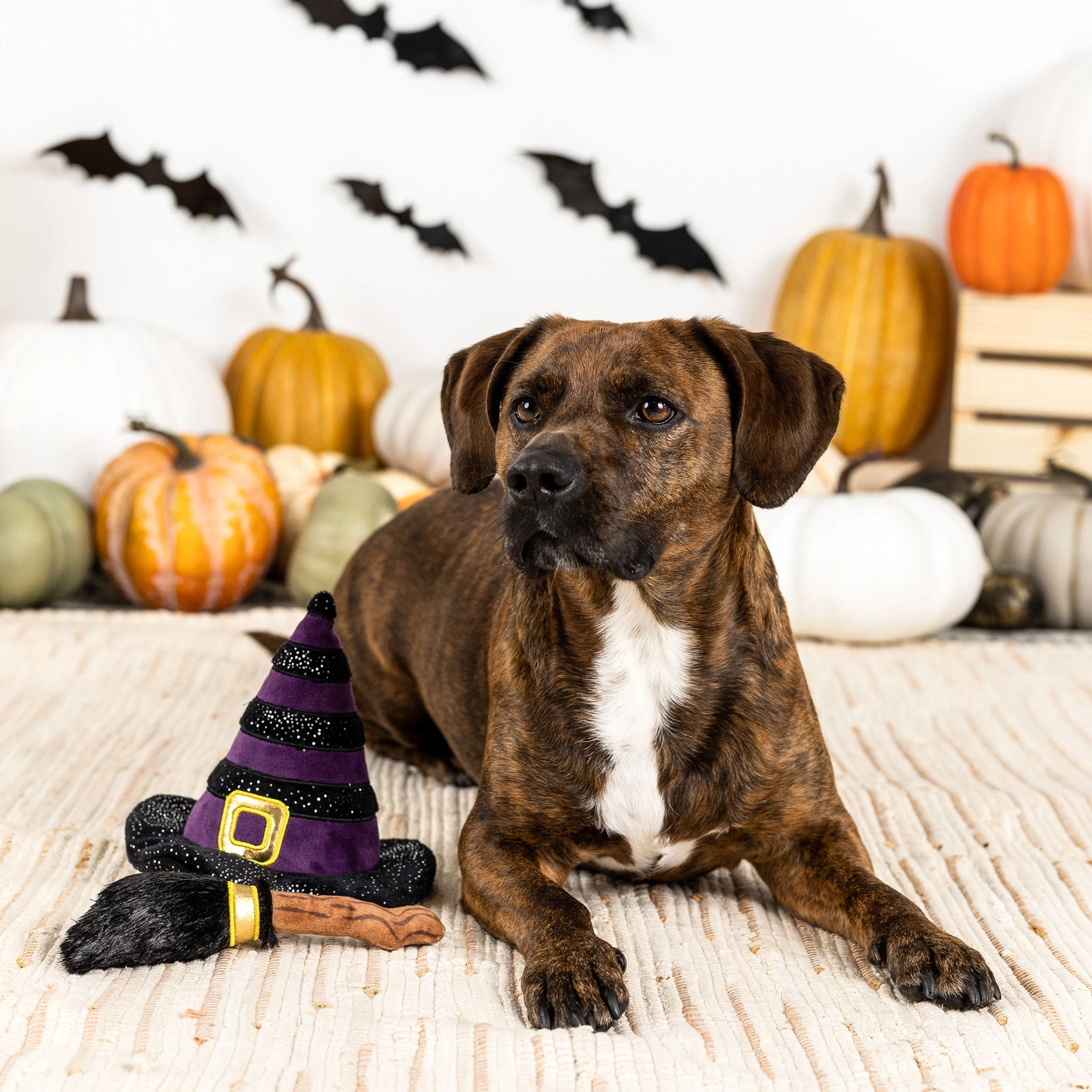 Fringe If the Broom Fits Multi Dog Apparel