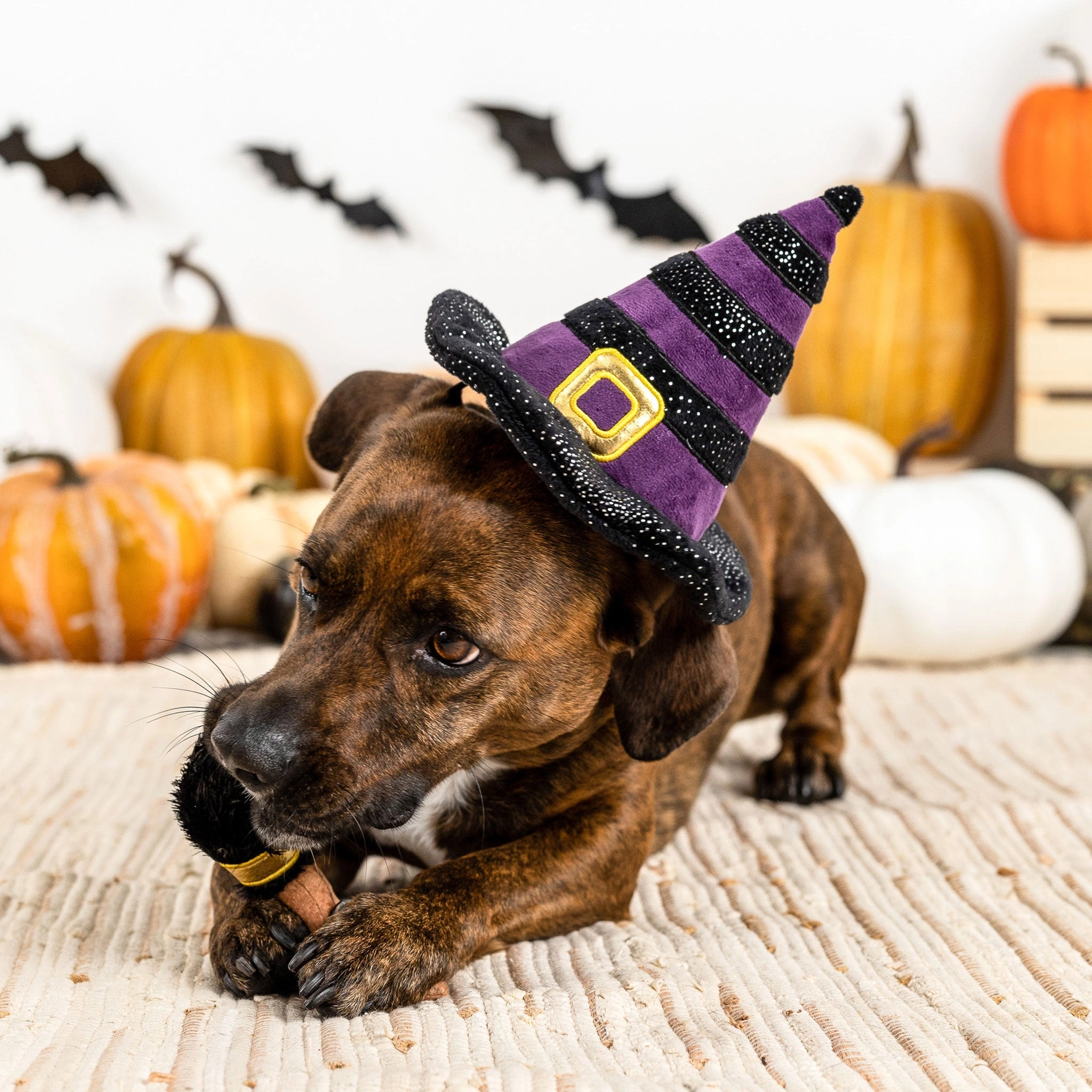 Fringe If the Broom Fits Multi Dog Apparel