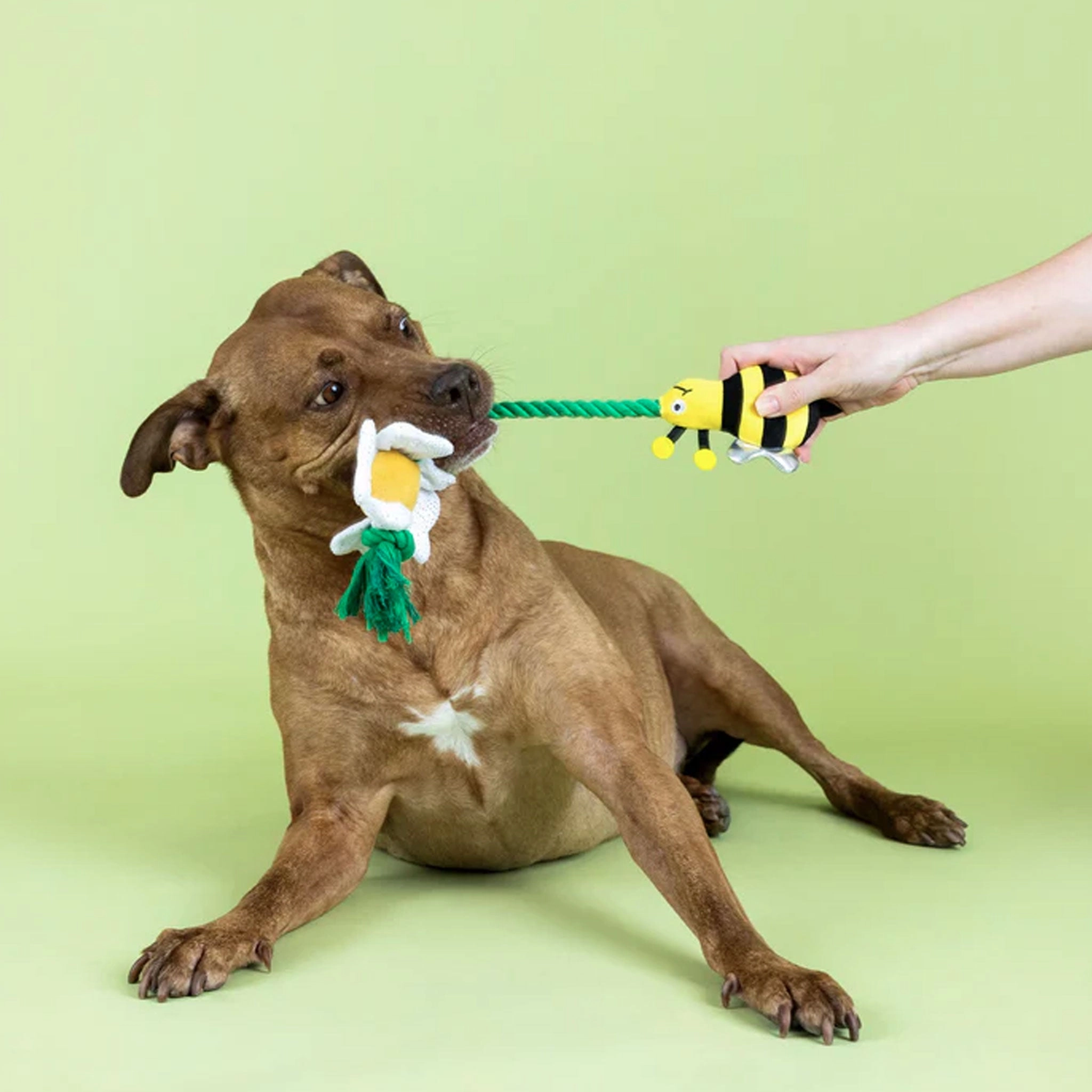 Fringe I'm Pollen for You Dog Toys