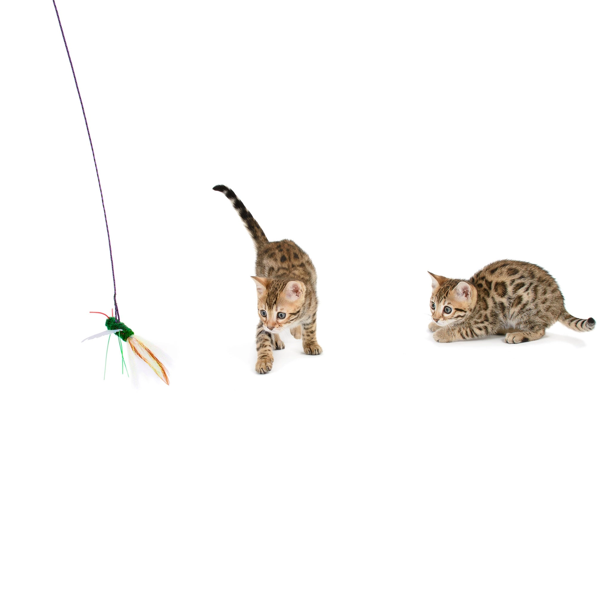 Rompicatz BugzBird Multi Cat Toys