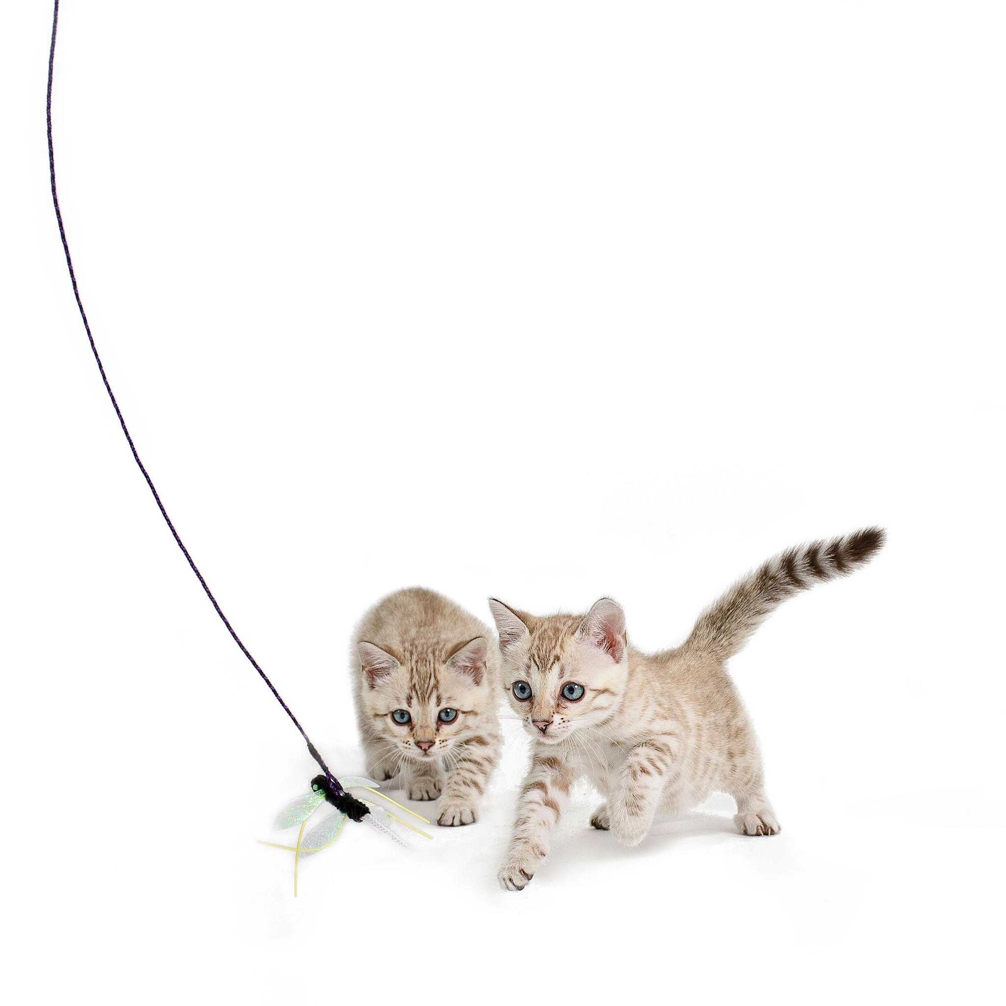 Rompicatz Critters Cagonfly Cat Toy